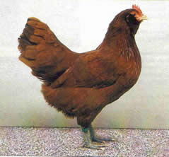 Thüringer Barthühner  